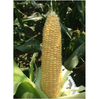 Желтая початок сахарной кукурузы на фоне листьев - Кунфу