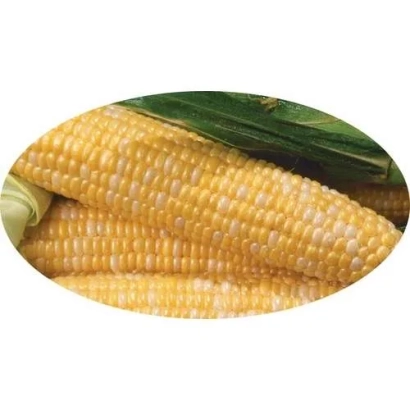 Fresh sugar corn LIBERTON