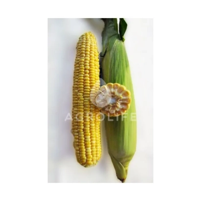 Yellow sweet corn on white background - LS 899