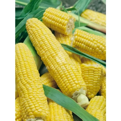 Свежая сахарная кукуруза Люмина F1