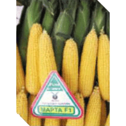 Жовта цукрова кукурудза сорту МАРТА F1 на фоні колосів - Марма F1