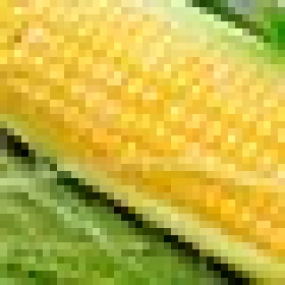 Свежая сахарная кукуруза Мегатон F1