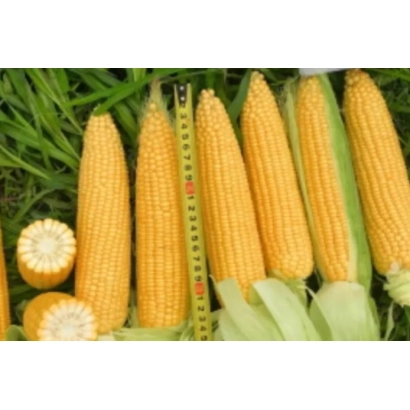 Желтая сахарная кукуруза Мелина на фоне зелени с измерительной лентой