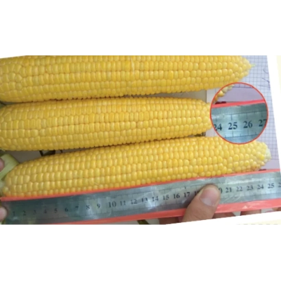 Three ears of Mirza sweet corn on a ruler