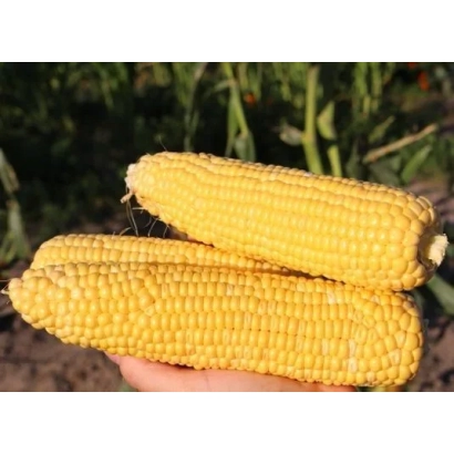 Желтая сахарная кукуруза MORELAND в руке на фоне зелени - МОРЕЛАНД