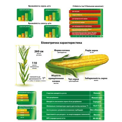 Инфографика с характеристиками сахарной кукурузы, включая высоту, диаметр и зерновое покрытие - МС 401