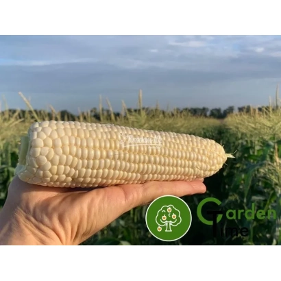 Кукуруза сахарная на фоне поля - Николь