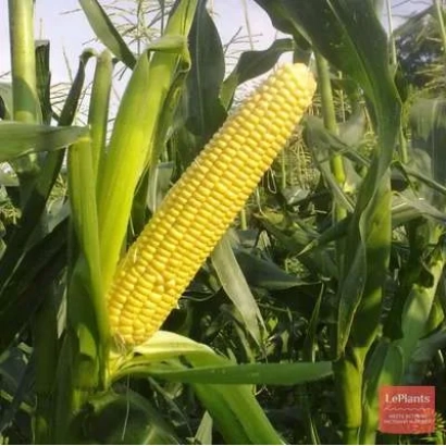 Желтая початок сахарной кукурузы Октава на фоне зеленых листьев