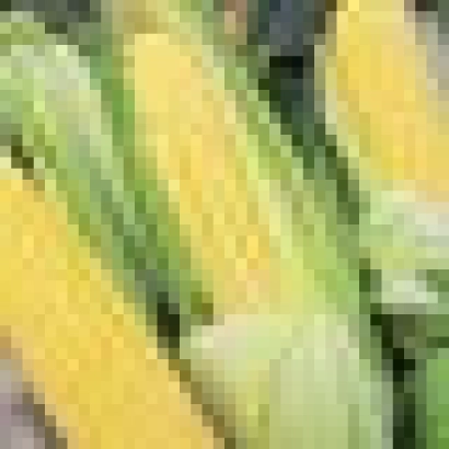 Свежая сахарная кукуруза сорта Перфекта F1