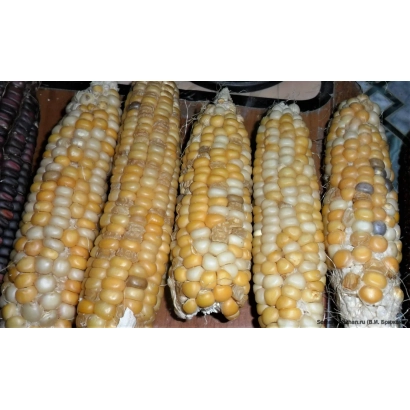 Свіжі початки цукрової кукурудзи сорту ПОРУМБЕНЬ 339 МВ