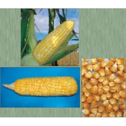 Желтая сахарная кукуруза на фоне поля и зерна - Ракурс
