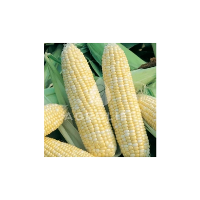 Свежие початки сахарной кукурузы Рандеву F1 на фоне листьев