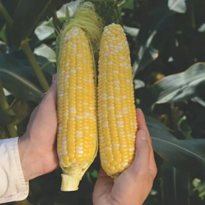 Две початки сахарной кукурузы Рози на фоне листьев