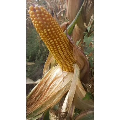 Спелая кукуруза сорта Рубикон на стебле