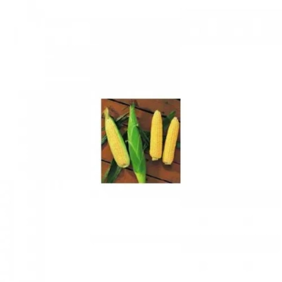 Желтая сахарная кукуруза на деревянном фоне - Растлер F1