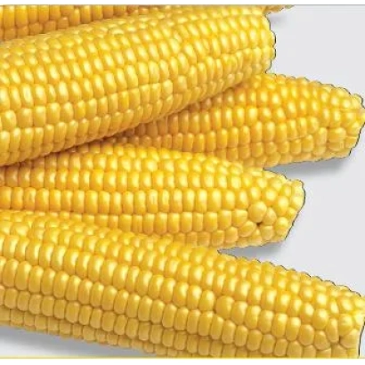 Желтые початки сахарной кукурузы Мегатон F1