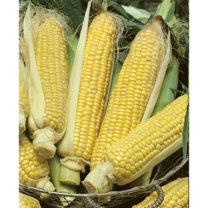 Свіжа цукрова кукурудза в кошику - Перфекта F1