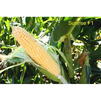 Свіжий початок цукрової кукурудзи Sunrise F1 на тлі зелених листів - Санрайз F1