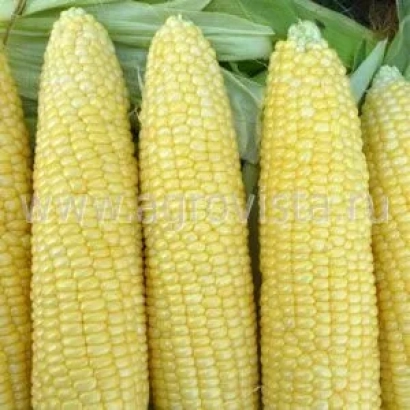 Желтая сахарная кукуруза на фоне листьев - СЦ 1263 Р
