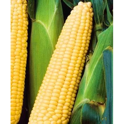 Желтая сахарная кукуруза на фоне зеленых листьев - ШЕБА Р