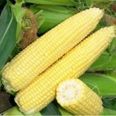 Свежая сахарная кукуруза на фоне листьев - Сигнет F1