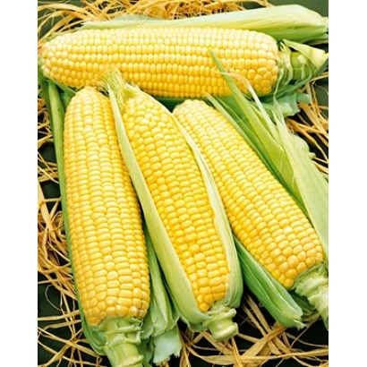 Жовта цукрова кукурудза на соломі - СЛАСТЬОНА