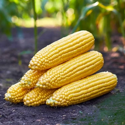 Свежая сахарная кукуруза на земле - СТРОНГСТАР