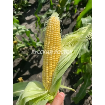 Золотий початок цукрової кукурудзи сорту РУССКАЯ РОДИНА на тлі зелених листів - СВ 1446 СД