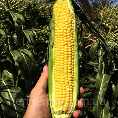 Свежая сахарная кукуруза СВ1446СД в руке на фоне поля