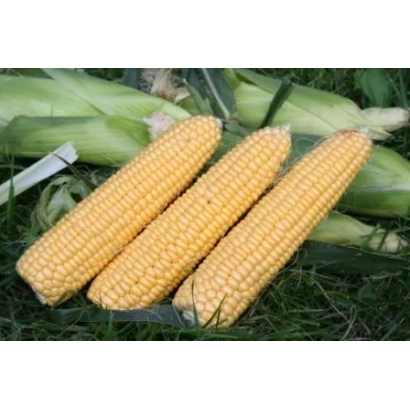 Три початки цукрової кукурудзи Світ Імідж F1 на зеленій траві
