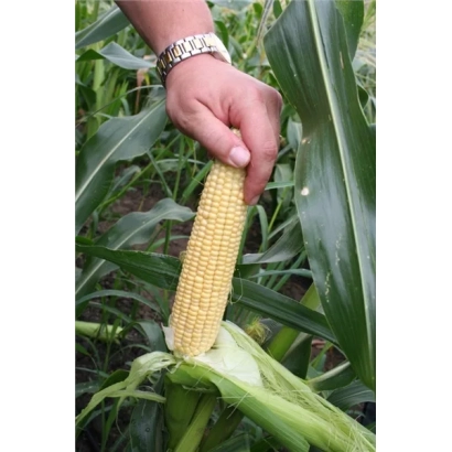 Жовта кукурудза на стеблі в полі - Світ Нагет F1