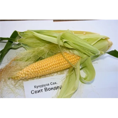 Кукурудза Світ Вондер F1 — початок з листям на білому фоні
