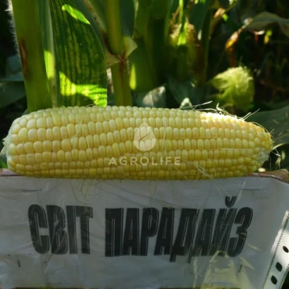 Желтая кукуруза на белой коробке с надписью Світ Парадайз - Свит Райзер F1