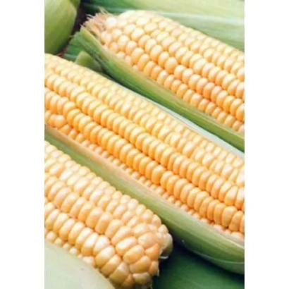 Свежая сахарная кукуруза на зелёных листьях - ТЕСТИ ДРИМ