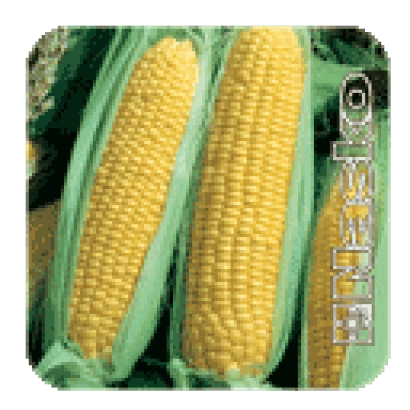 Колос цукрової кукурудзи ТРОНКА F1