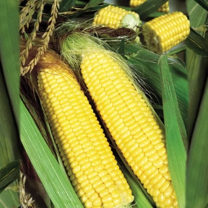 Желтая кукуруза на стебле без названия продукта - Трофи F1