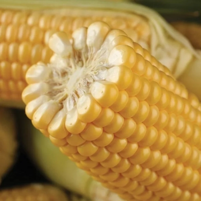 Свежая сахарная кукуруза Турбин
