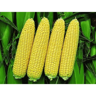 Four yellow ears of sweet corn against a background of green leaves - Turbo