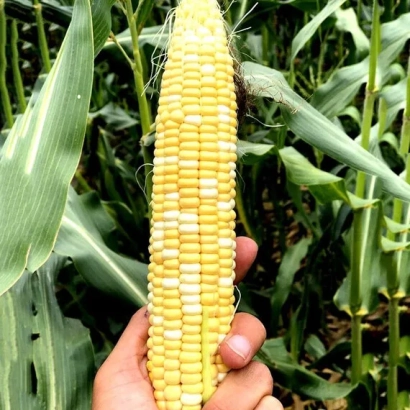 Желтая кукуруза с белой сердцевиной, держимая в руке на фоне поля - Украинский Биколор