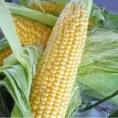 Желтая сахарная кукуруза Услада в шелухе