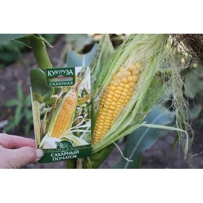 Пакет семян кукурузы ВИМ с изображением початка