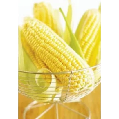 Yellow sweet corn in a metal basket - WONDERLAND