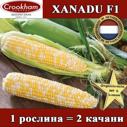 Ксанаду F1 — сахарная кукуруза с двумя початками