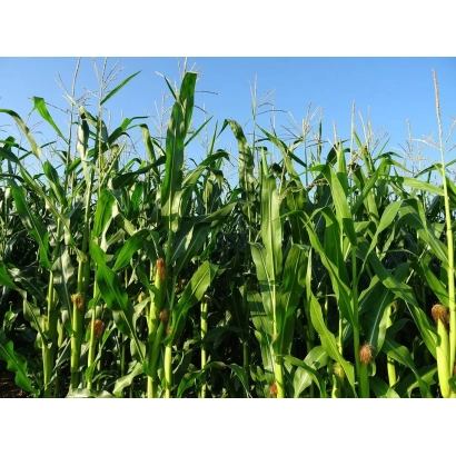 Поле сахарной кукурузы Ель Торо F1 на фоне голубого неба