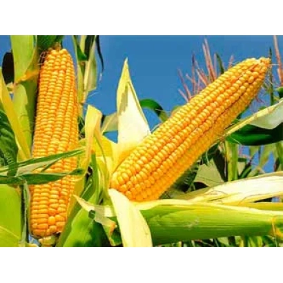 Ripe ears of sweet corn against a backdrop of green foliage and blue sky. - ZHI 1312 OR