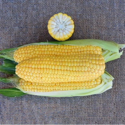 Свіжа цукрова кукурудза ЗХІ 3278 ОІ на тканинному фоні
