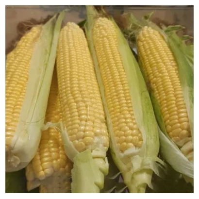 Свежая сахарная кукуруза ЖИ1016ОХ в початках