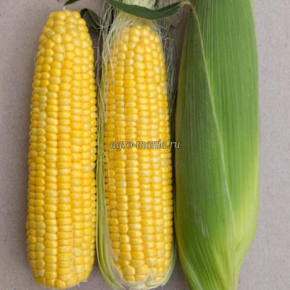Два початка сахарной кукурузы ЖИ1455СИ и один початок в зеленой обертке