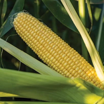 Yellow corn on stalk - ZHY3278OY