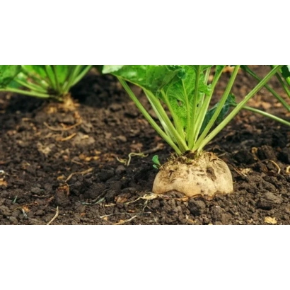 Сахарная свекла 1007-1 на гряде